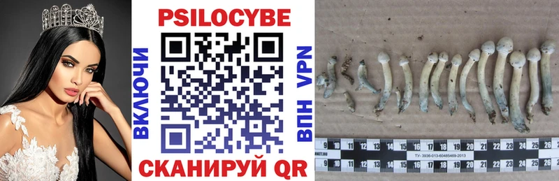купить   Опочка  Псилоцибиновые грибы Psilocybine cubensis 